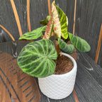 Philodendron Verrucosum 'Compactum'