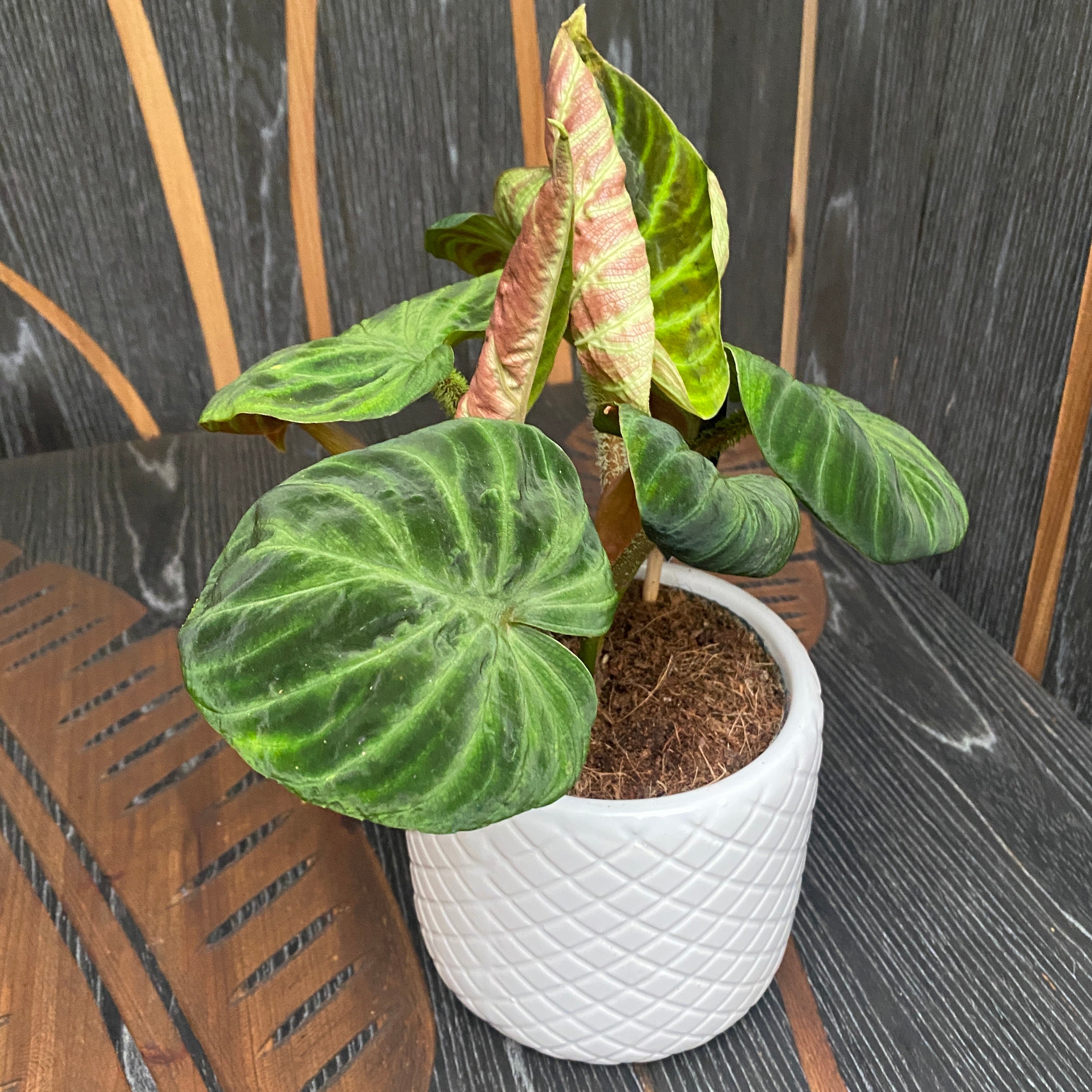 Philodendron Verrucosum 'Compactum'