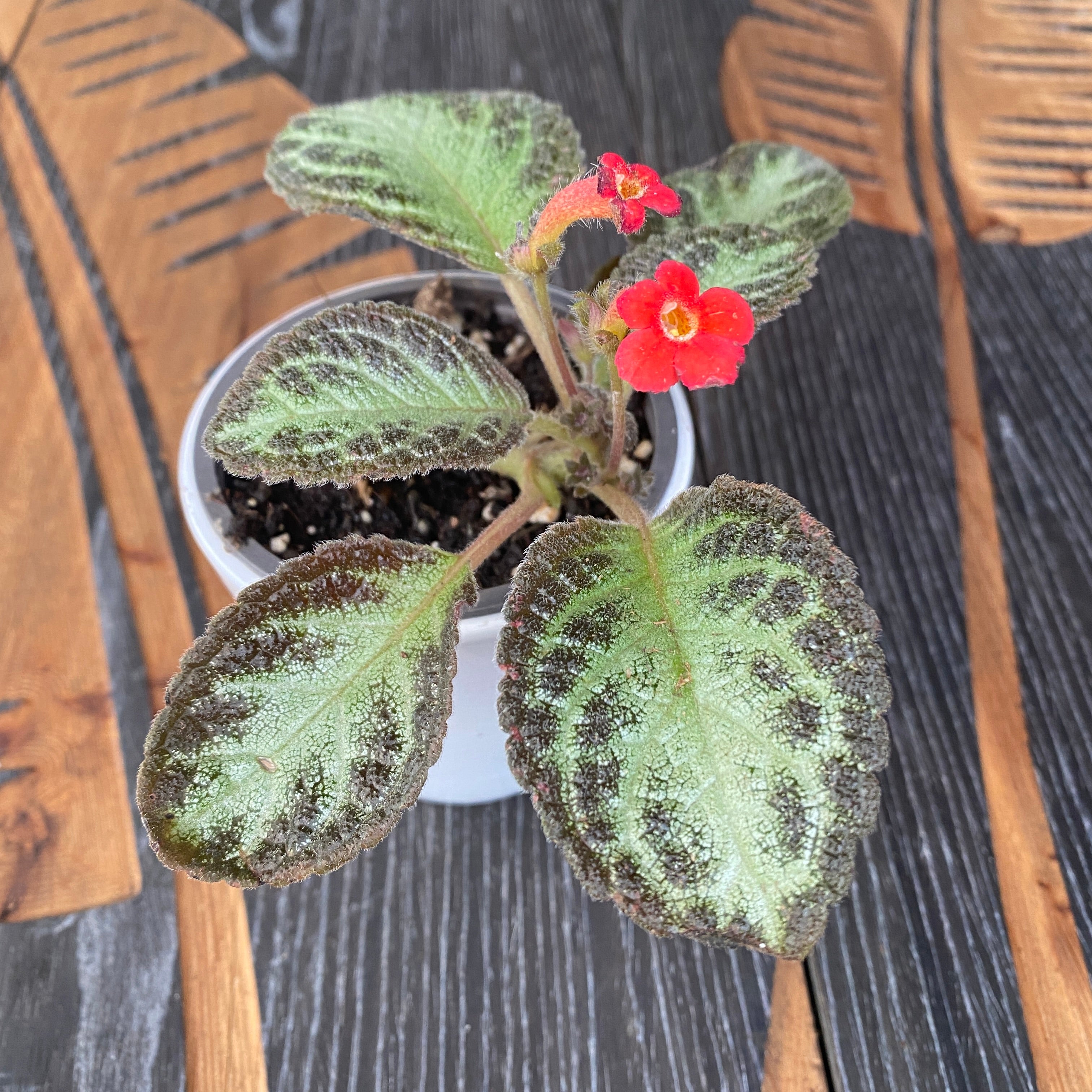 Episcia Red Devil