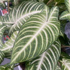 Caladium (Xanthosoma) lindenii Angel Wings