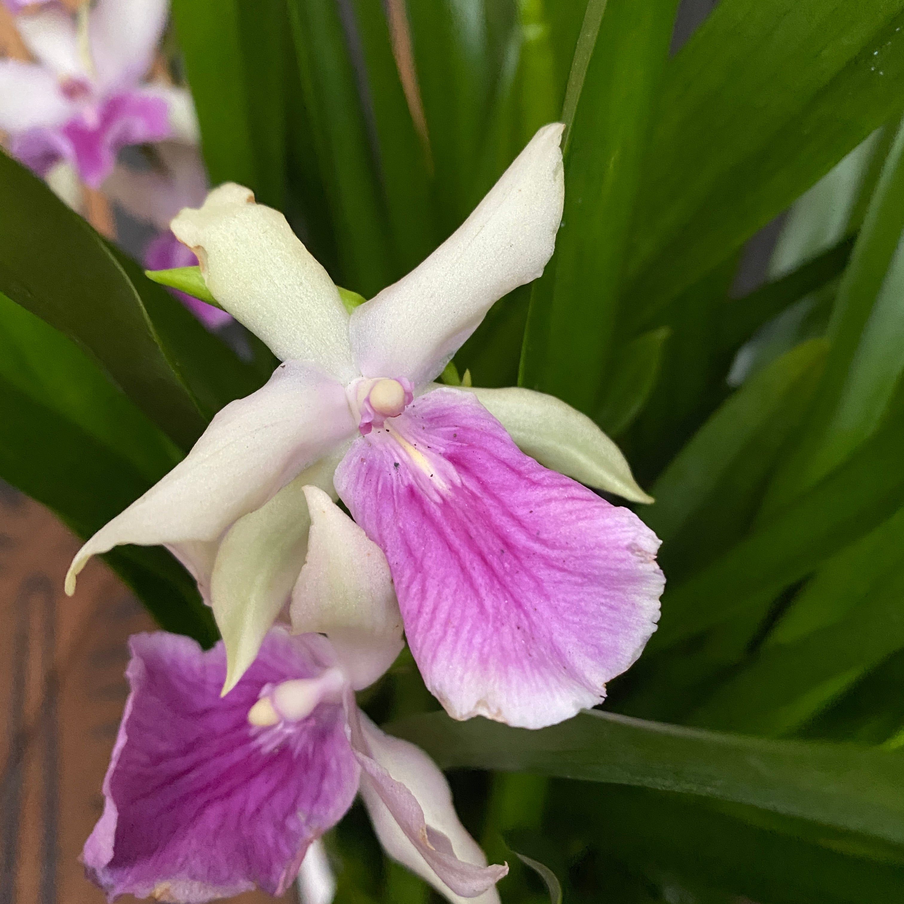 Miltonia Honolulu 'Lipstick' (esemplari rigogliosi)