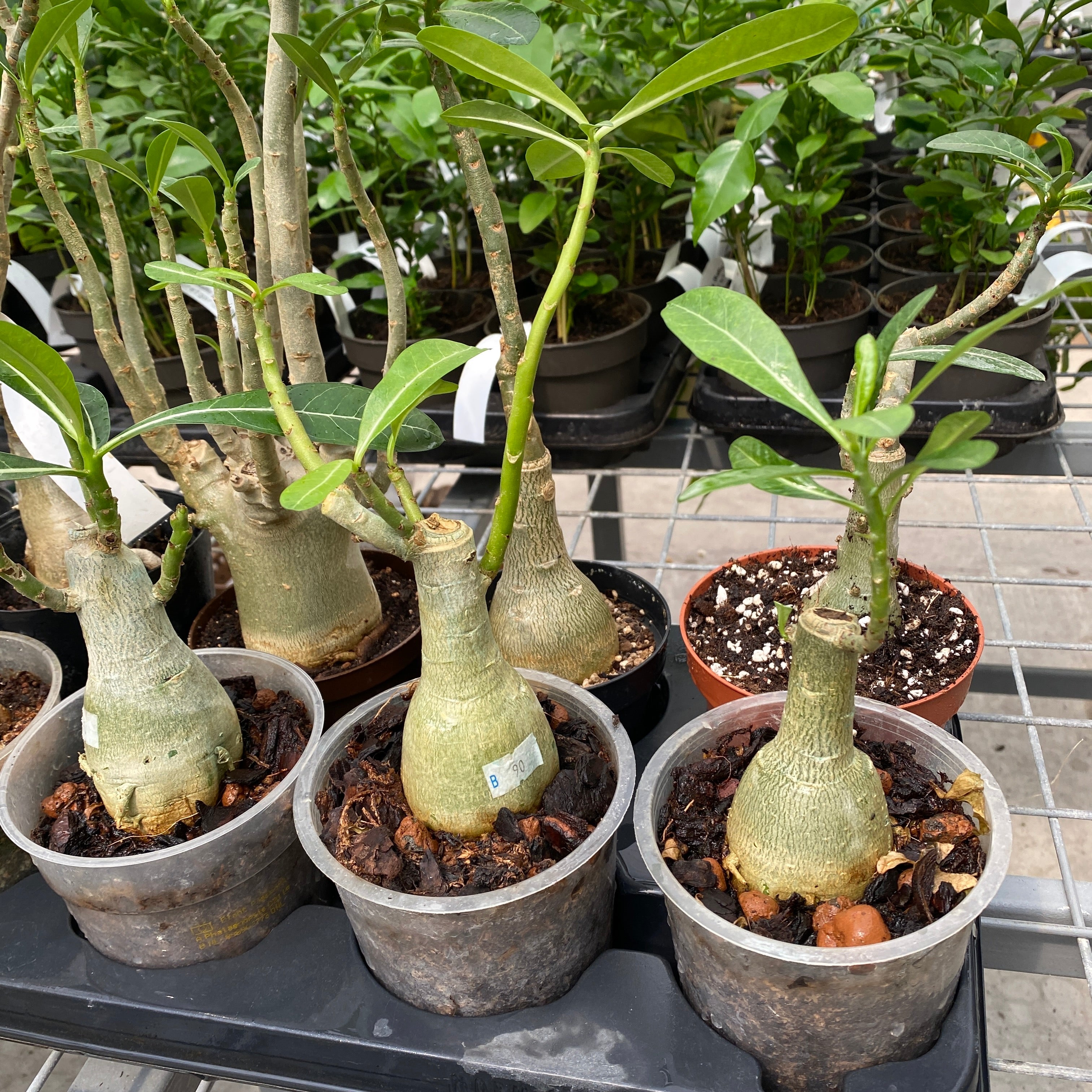 Adenium Obesum mix Taiwan (no Id)
