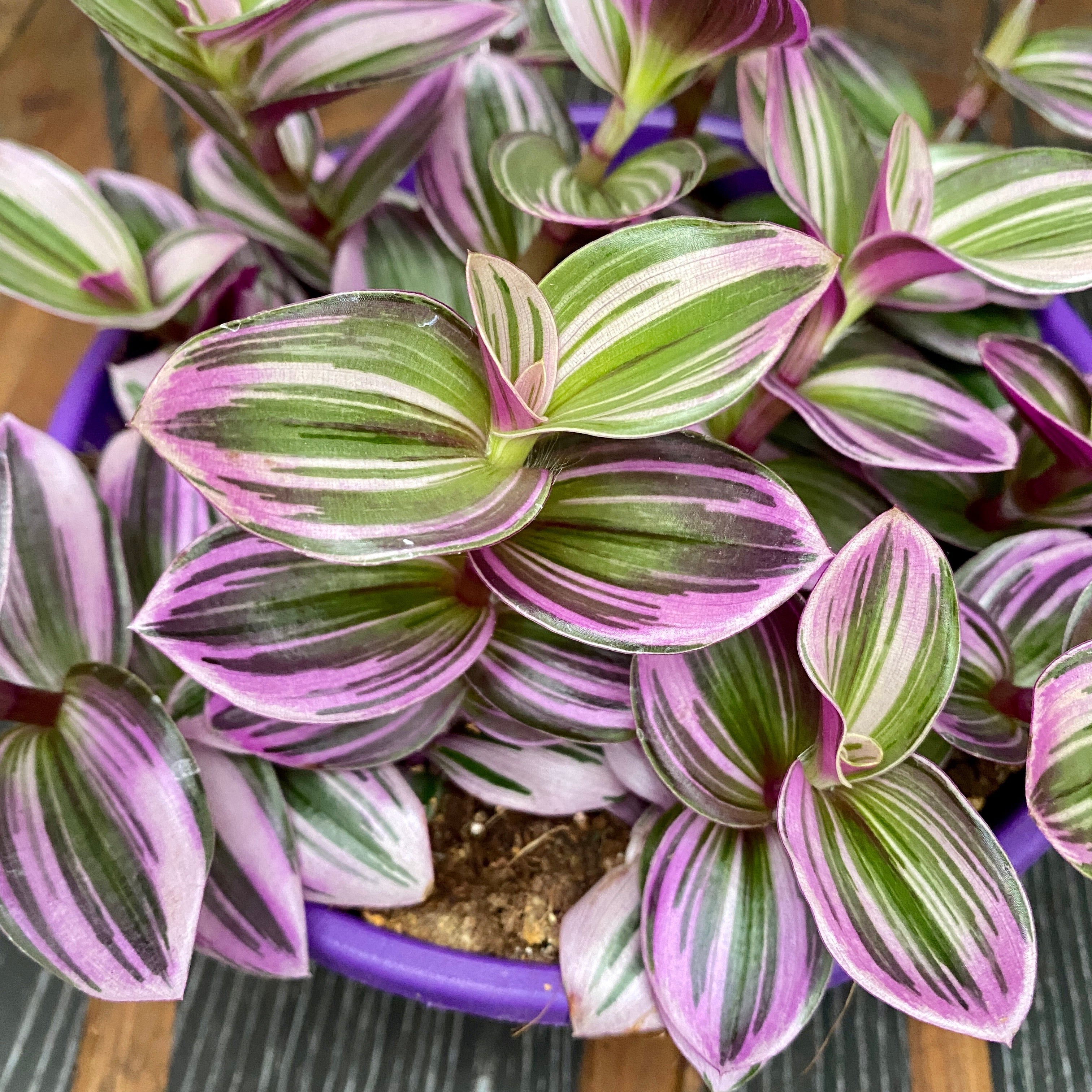 Tradescantia Albiflora Nanouk D19 10 Plants pot Floraria Secret tradescantia-albiflora-nanouk-d19-10-plants-pot-floraria-secret
