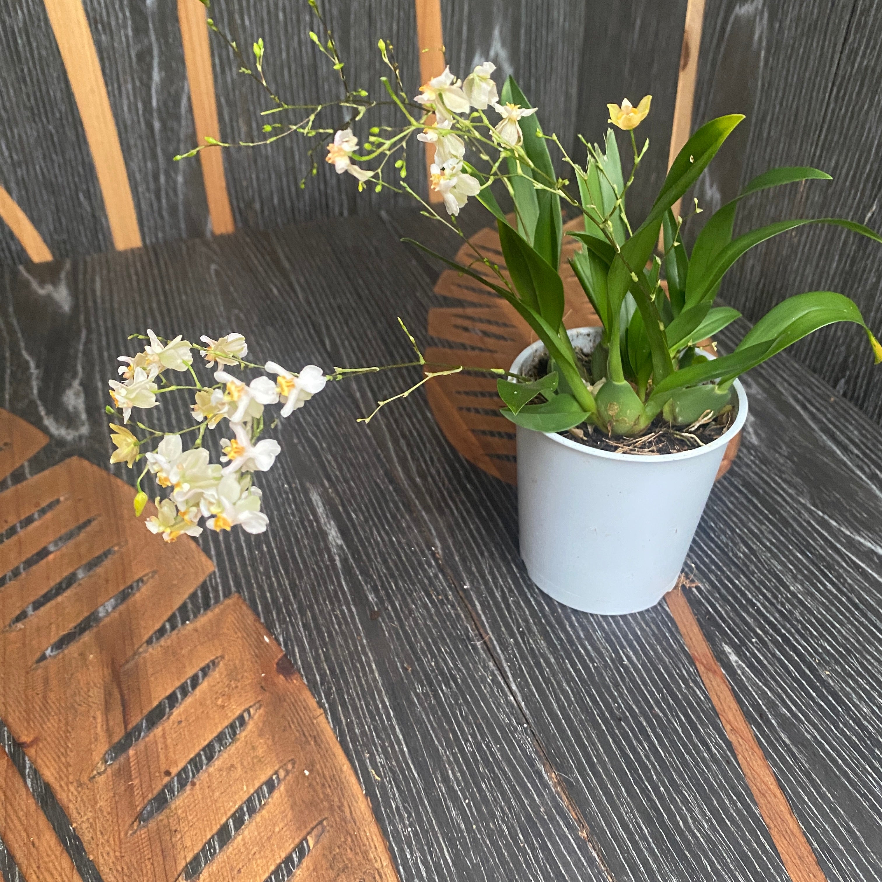 Oncidium Twinkle 'Fragrance Fantasy' - flori albe parfumate