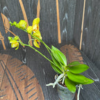 Phalaenopsis Artisto Pop pelorinen 3lips