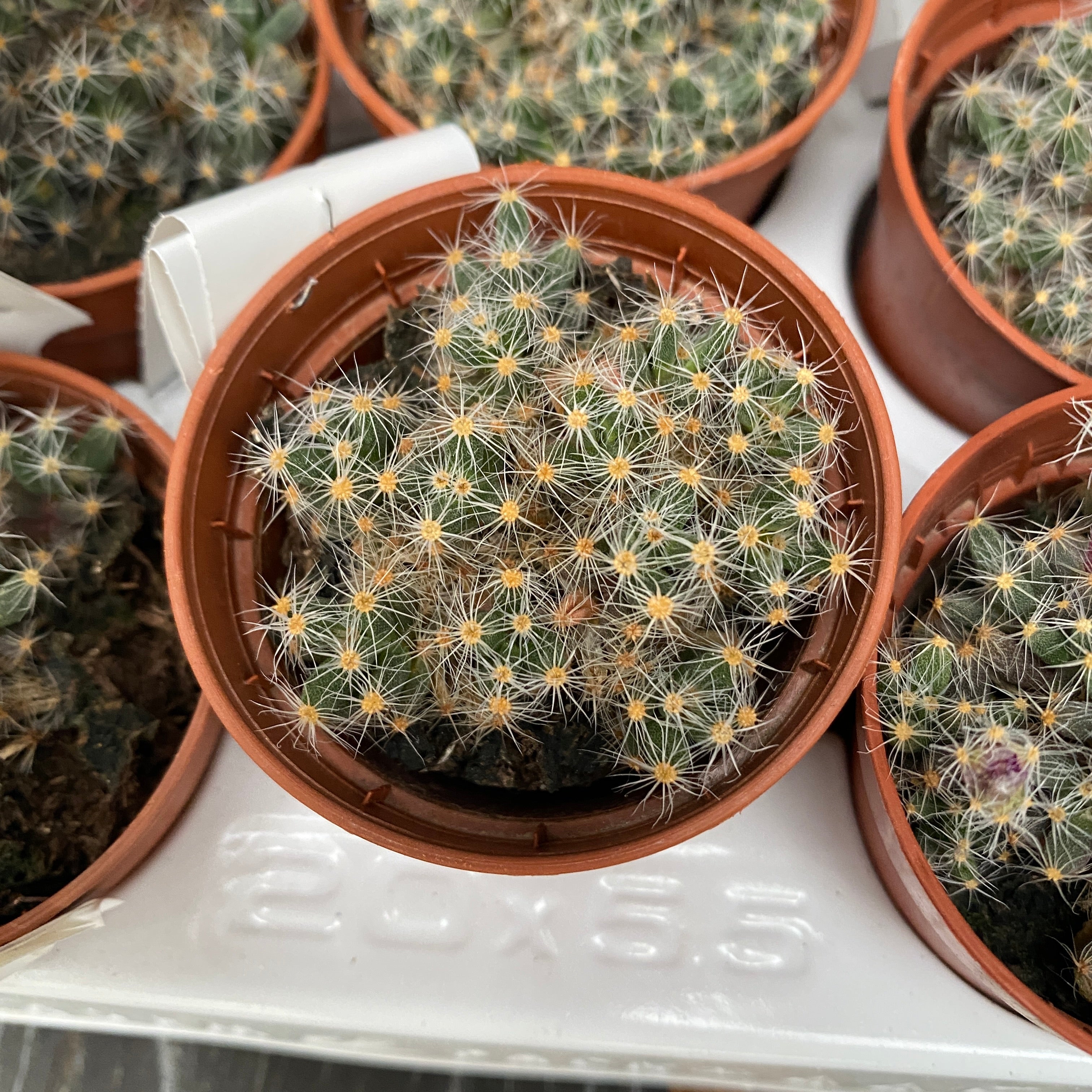 Trichodiadema densum