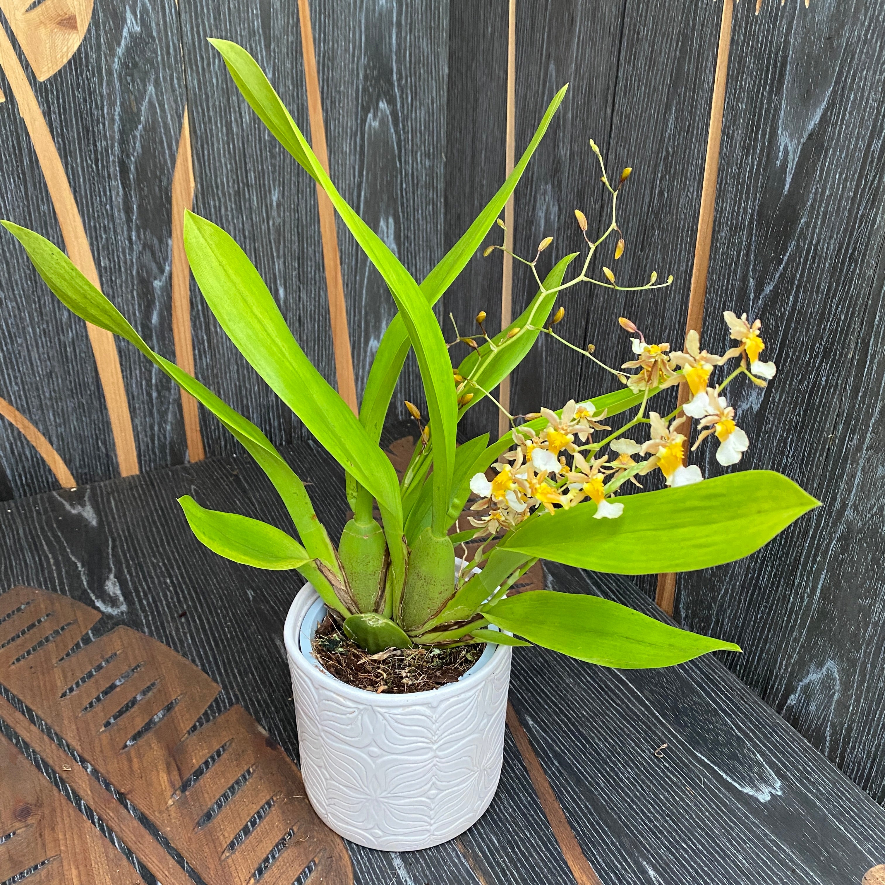 Oncidium Fragrancia x Twinkle *fragrant