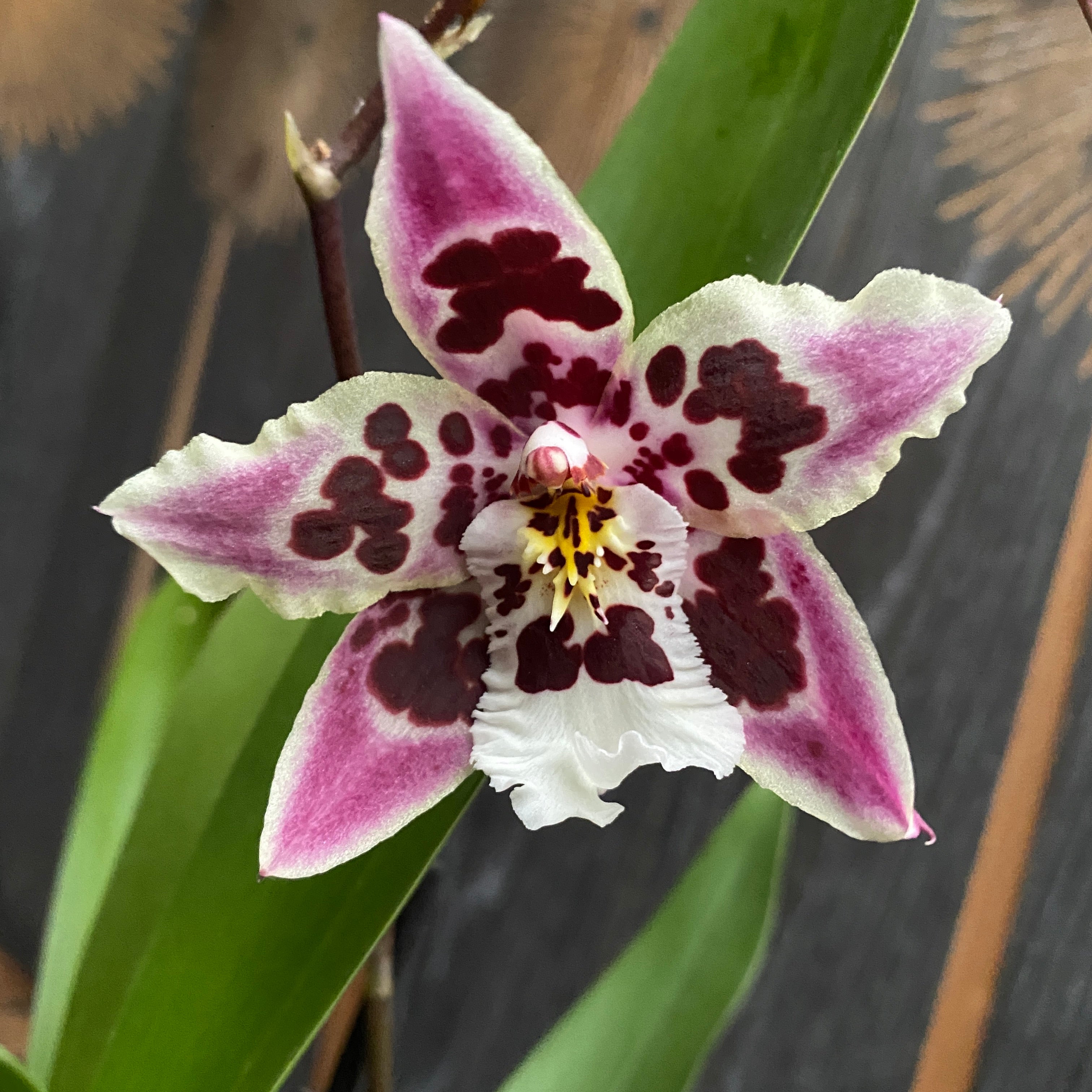 Odontoglossum Anne Claire - fragrant