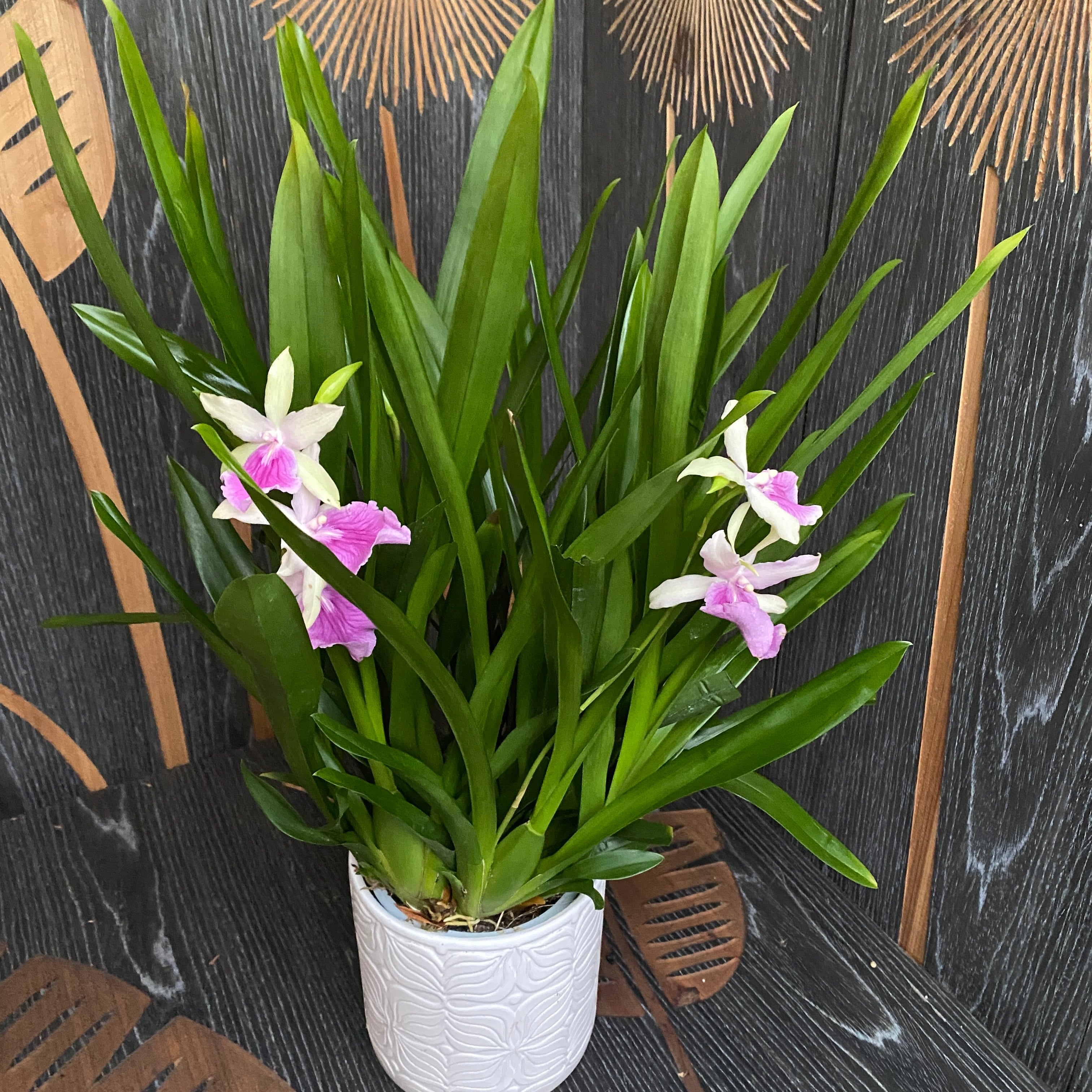 Miltonia Honolulu 'Lipstick' (esemplari rigogliosi)