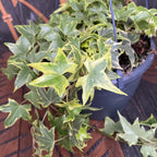 Murgröna - Hedera helix ‘Yellow Ripple' D19