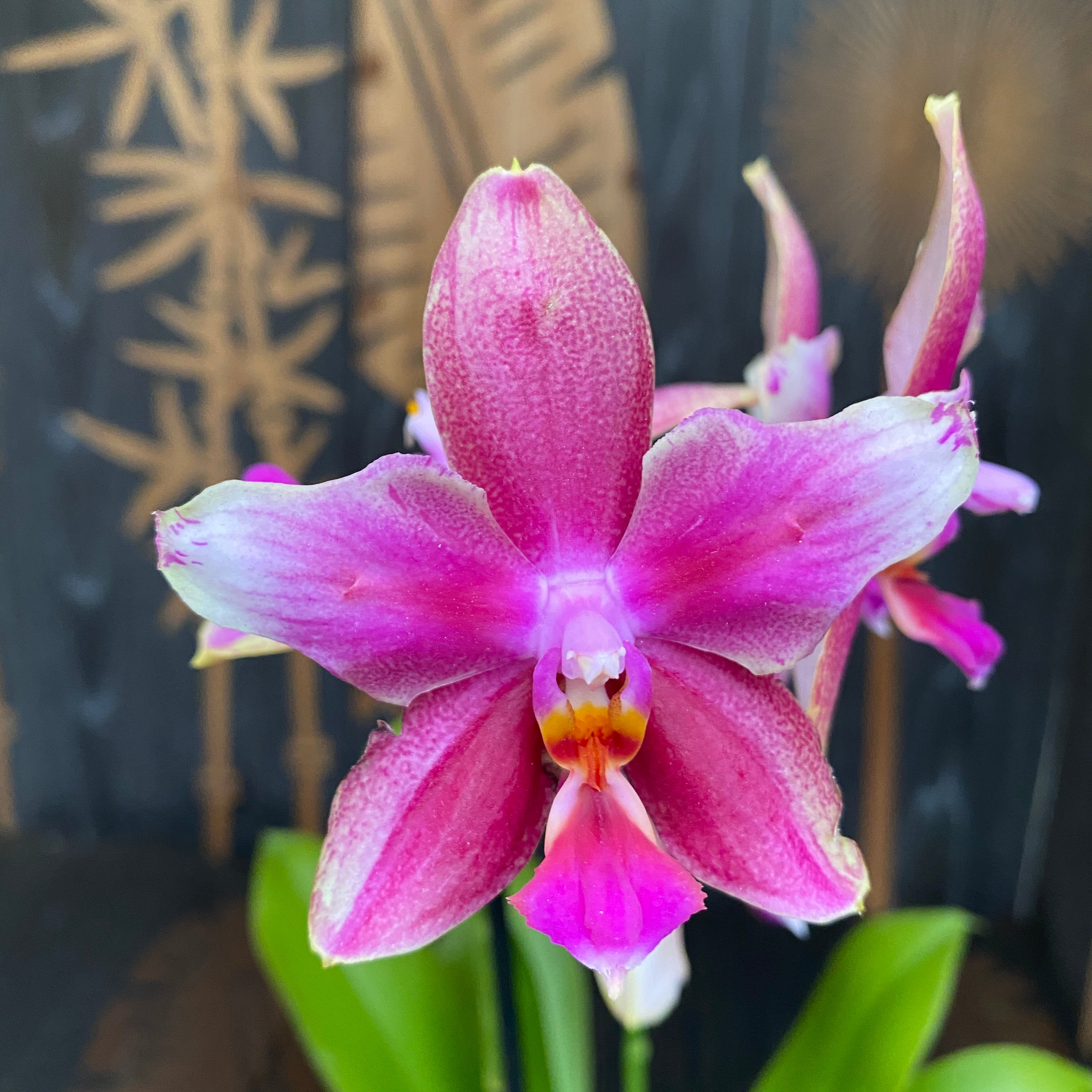 Phalaenopsis Sweet Memory Liodoro fiori pelorici e normali LID08