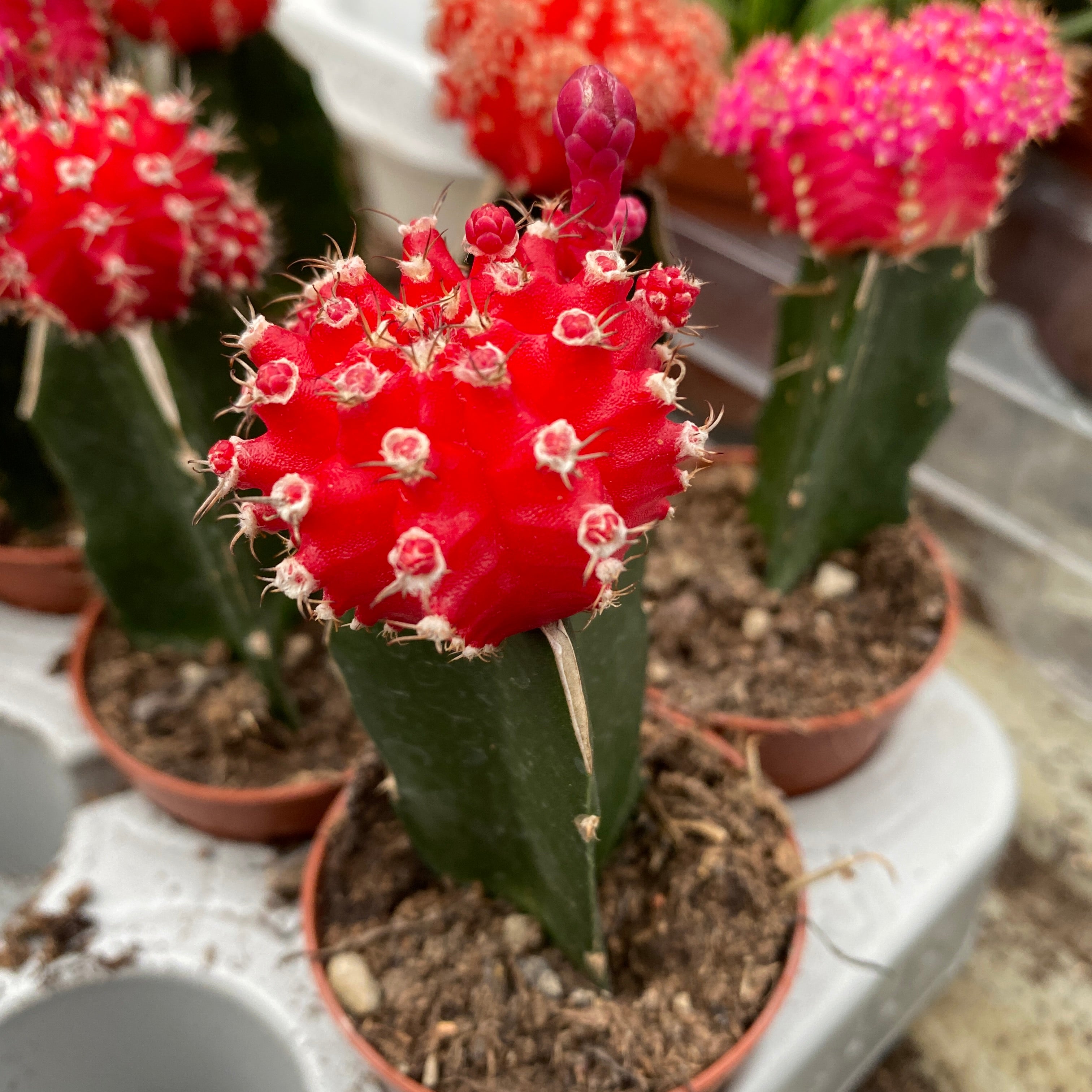 Gymnocalycium mini - Cactusi altoiti colorati