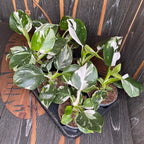 Philodendron White Wizard D12