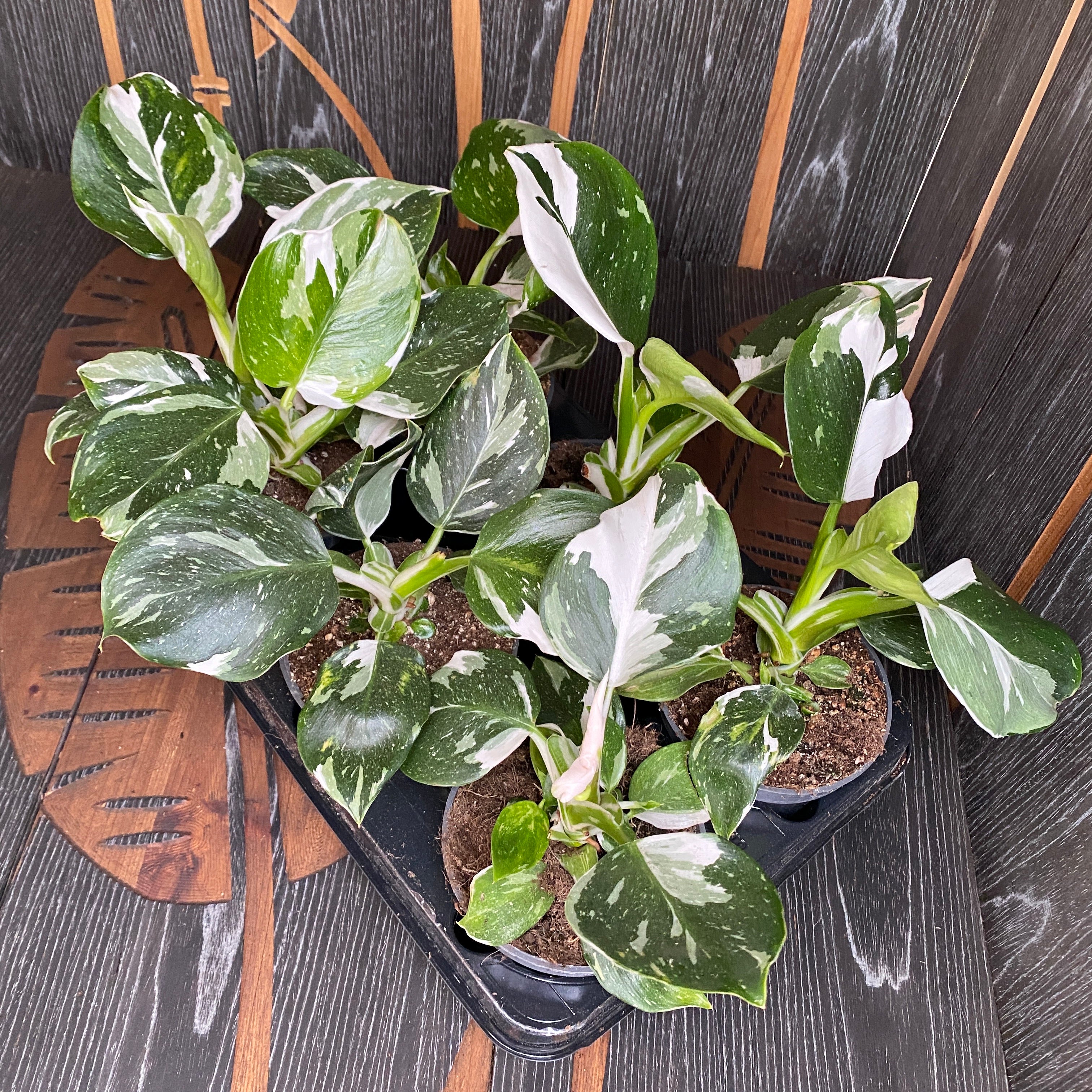 Philodendron White Wizard D12