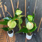 Anthurium Scherzerianum Amaretti verde