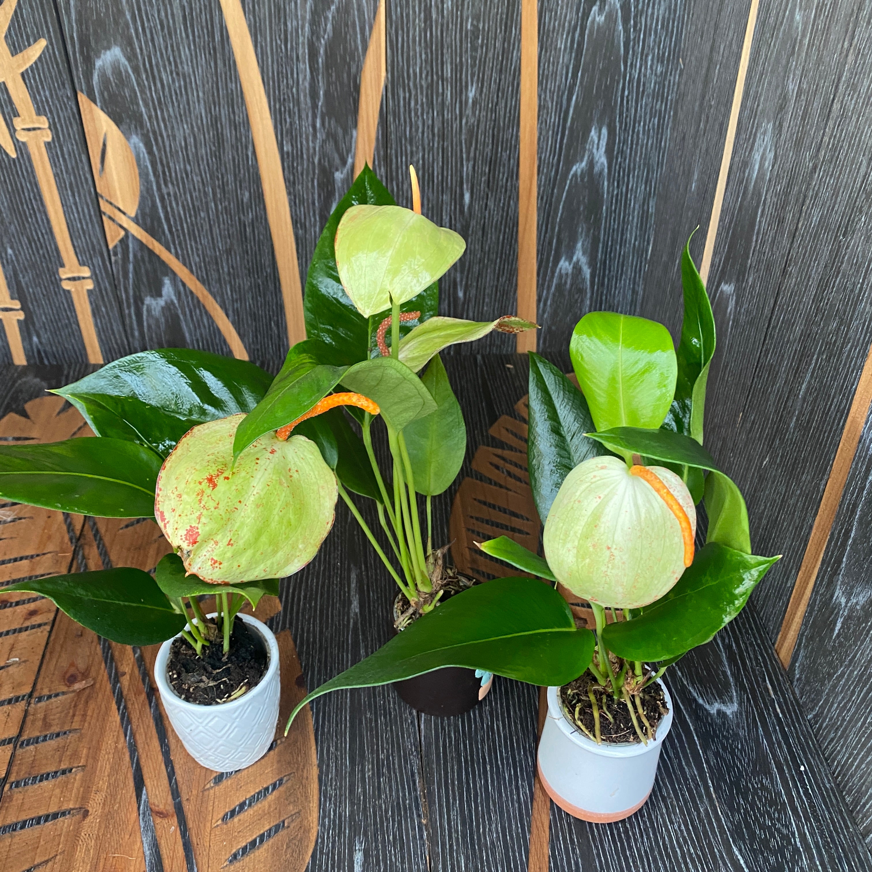 Anthurium Scherzerianum Amaretti verde