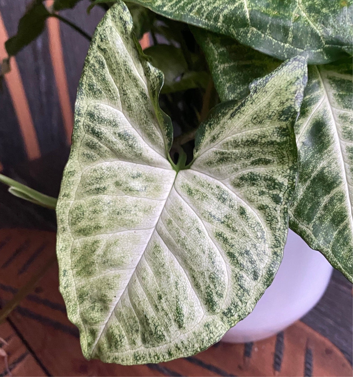 Syngonium Arrow (planta sageata) - exemplare XL