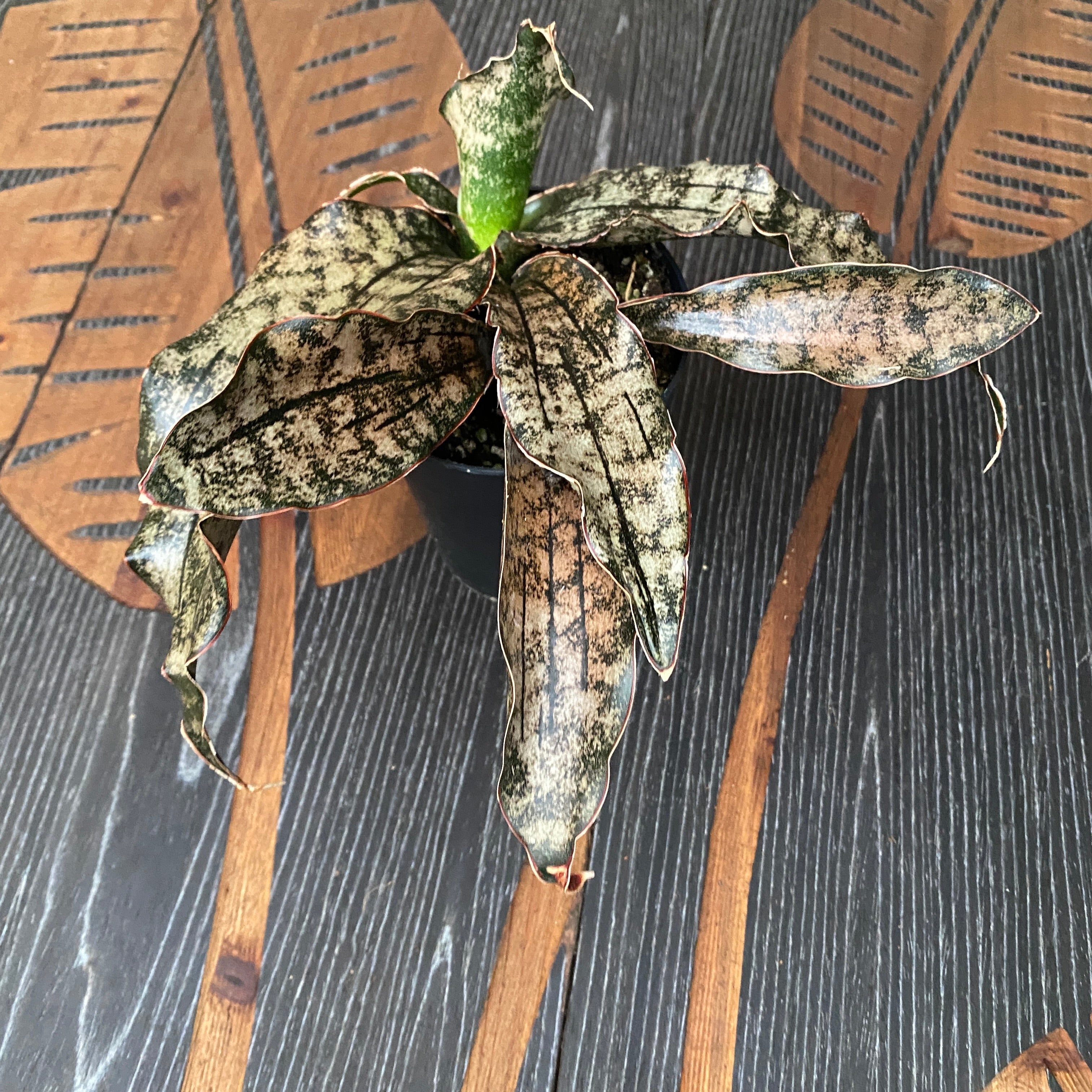Sansevieria 'Star Canyon Granite'