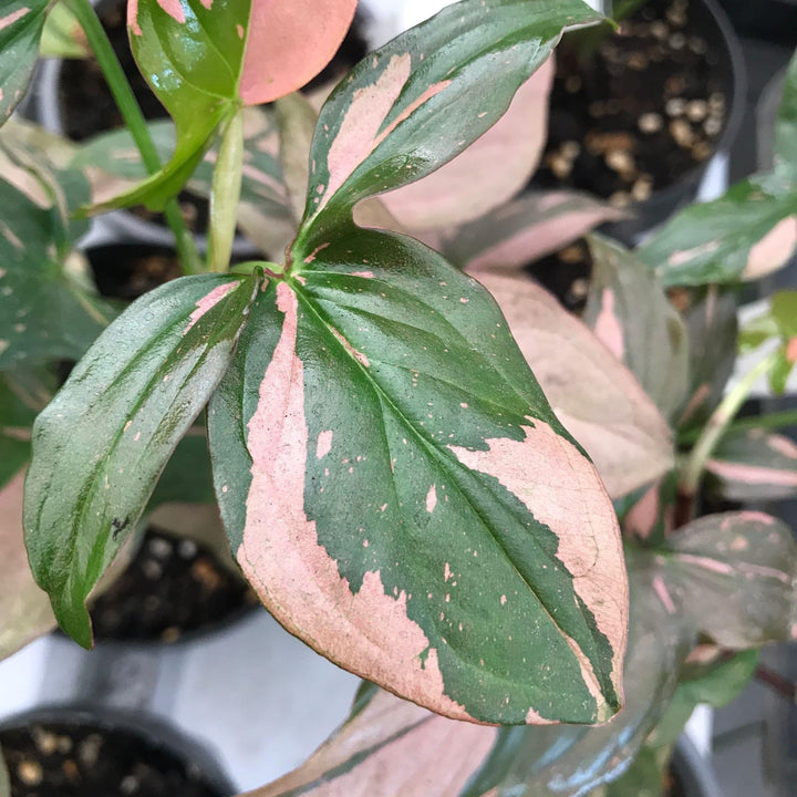 Syngonium podophyllum 'Red Spot' (Pink Splash)