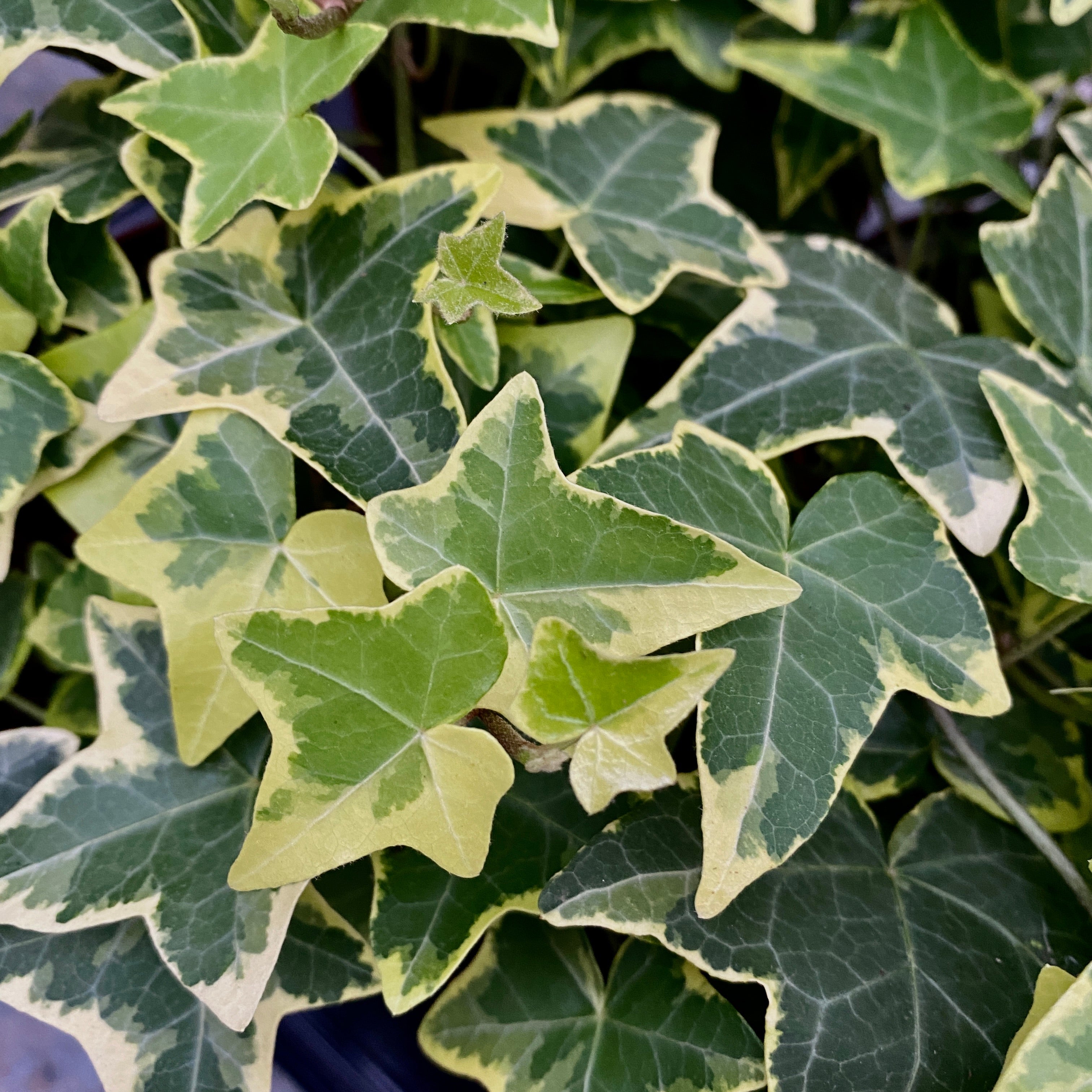 Iedera - Hedera helix 'Goldchild' (4 plante/ghiveci)