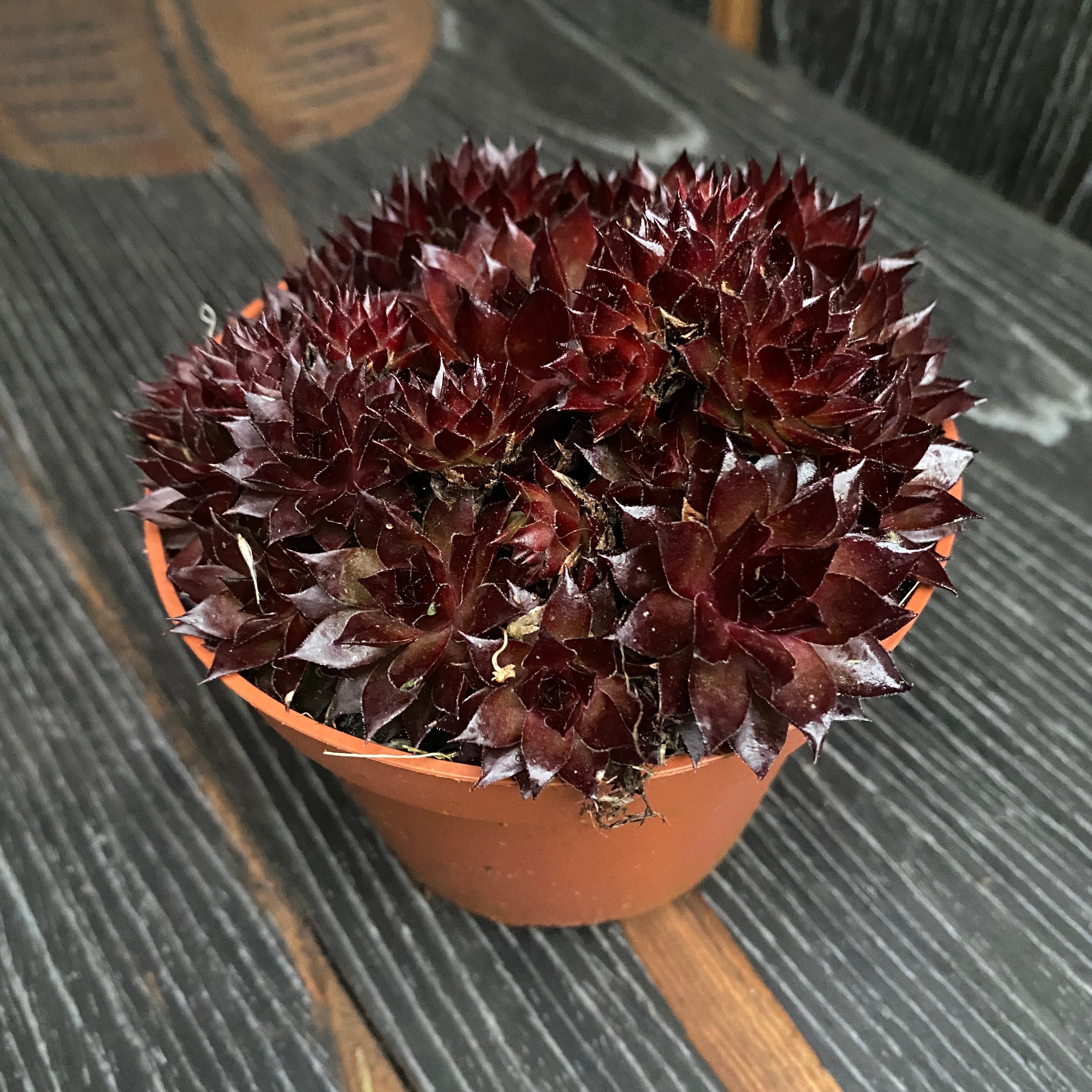 Sempervivum 'Corsair' (Planta Urechelnita)