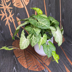 Syngonium Nyíl (nyíl növény) - XL példányok