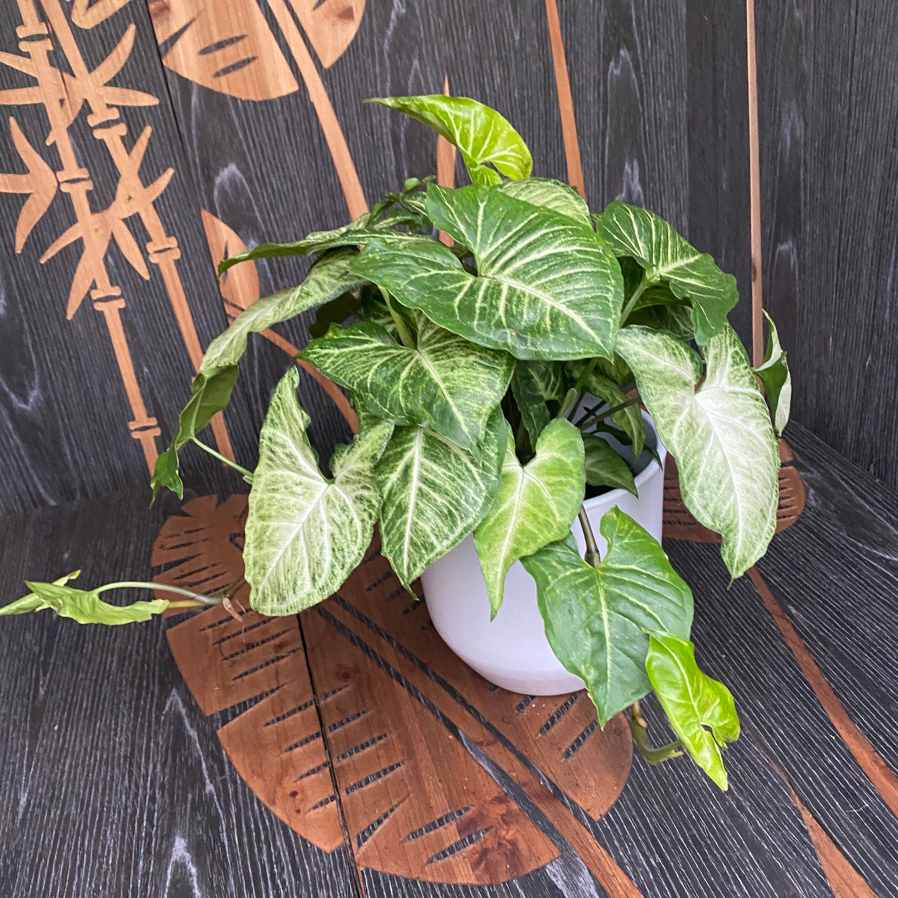 Syngonium Arrow (planta sageata) - exemplare XL