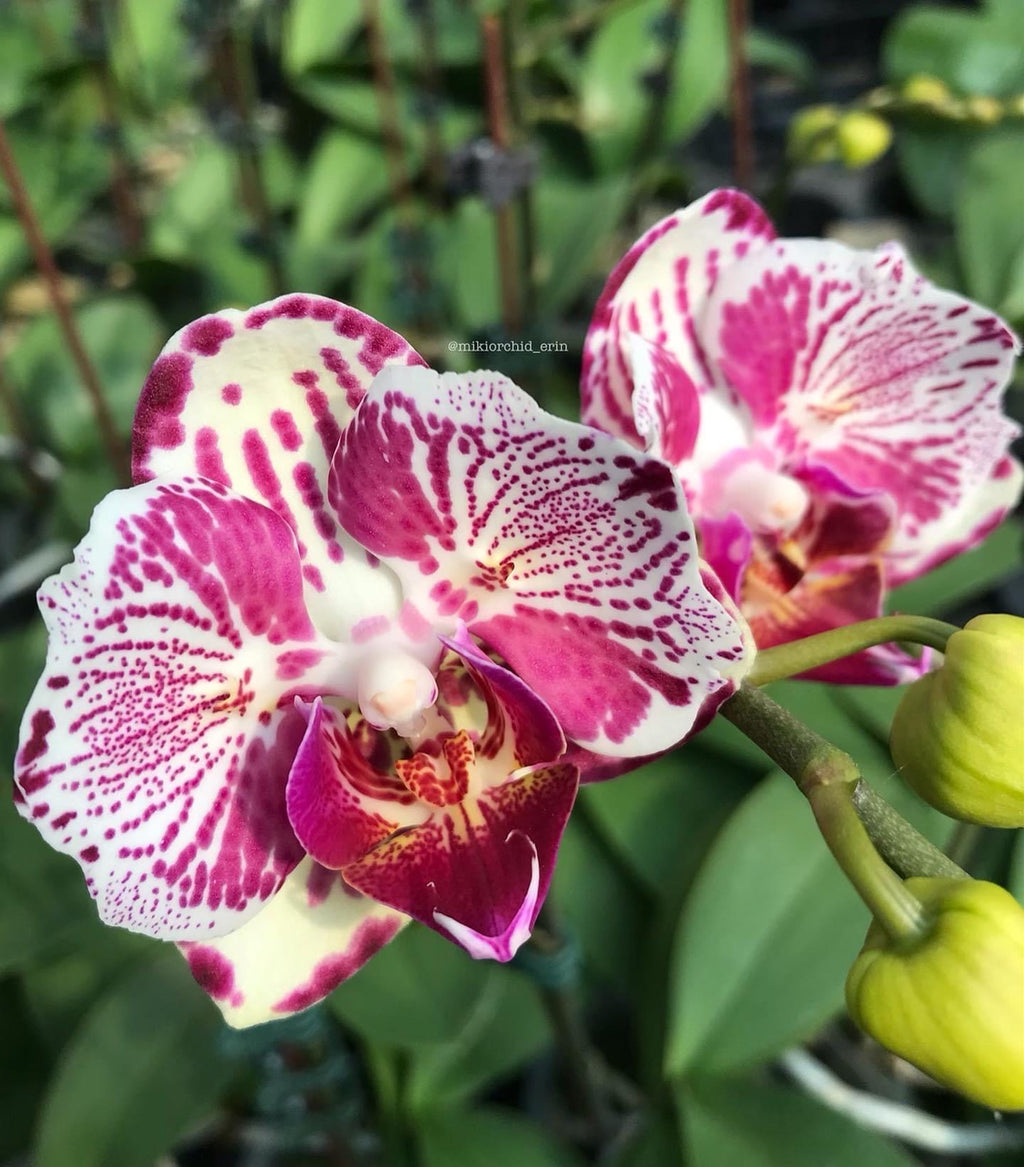 Phalaenopsis OX Madonna (peloric)