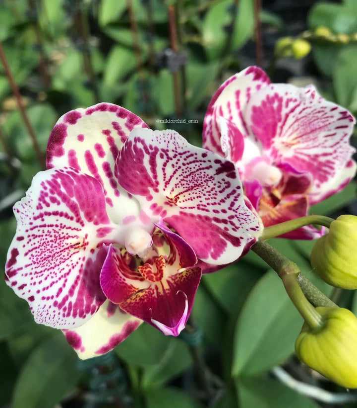 Phalaenopsis OX Madonna (peloric)