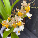 Oncidium Fragrancia x Twinkle *parfumat