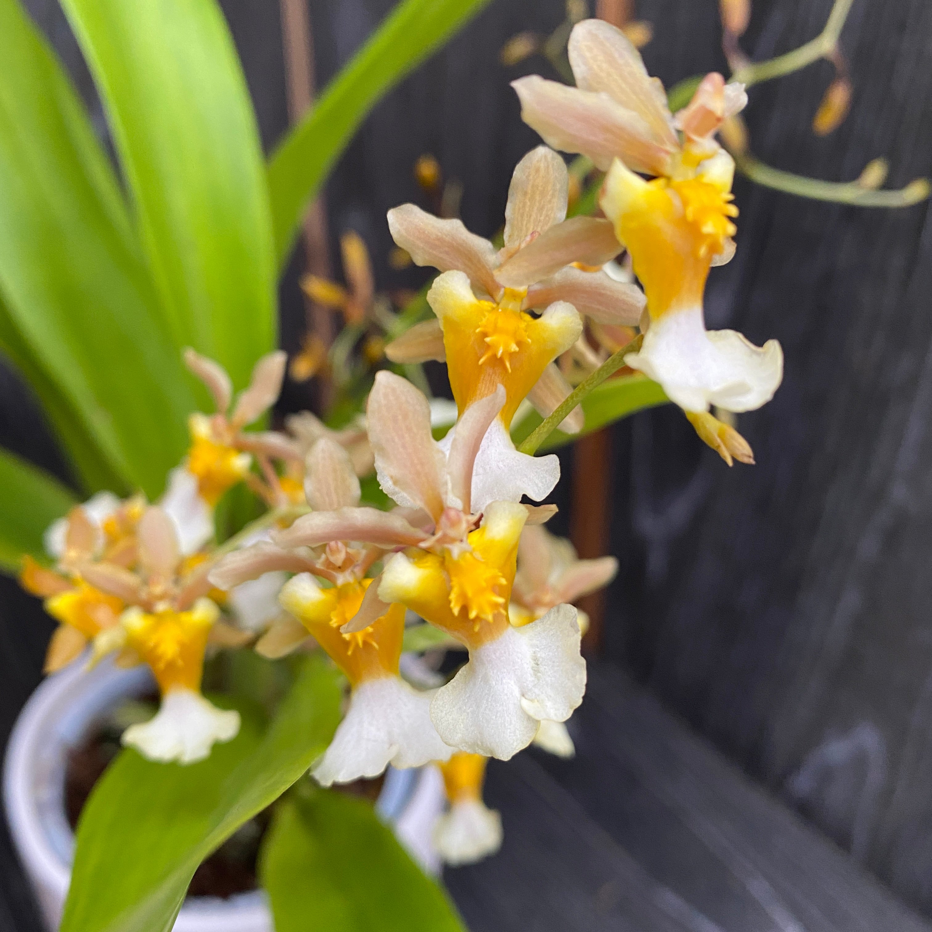 Oncidium Fragrancia x Twinkle *fragrant