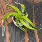 Dracaena Lemon Surprise * Babypflanze