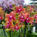 Phalaenopsis Bronze Buddha (Varázslatos) - illatos virágok