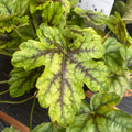 Heuchera „Green Fizz”