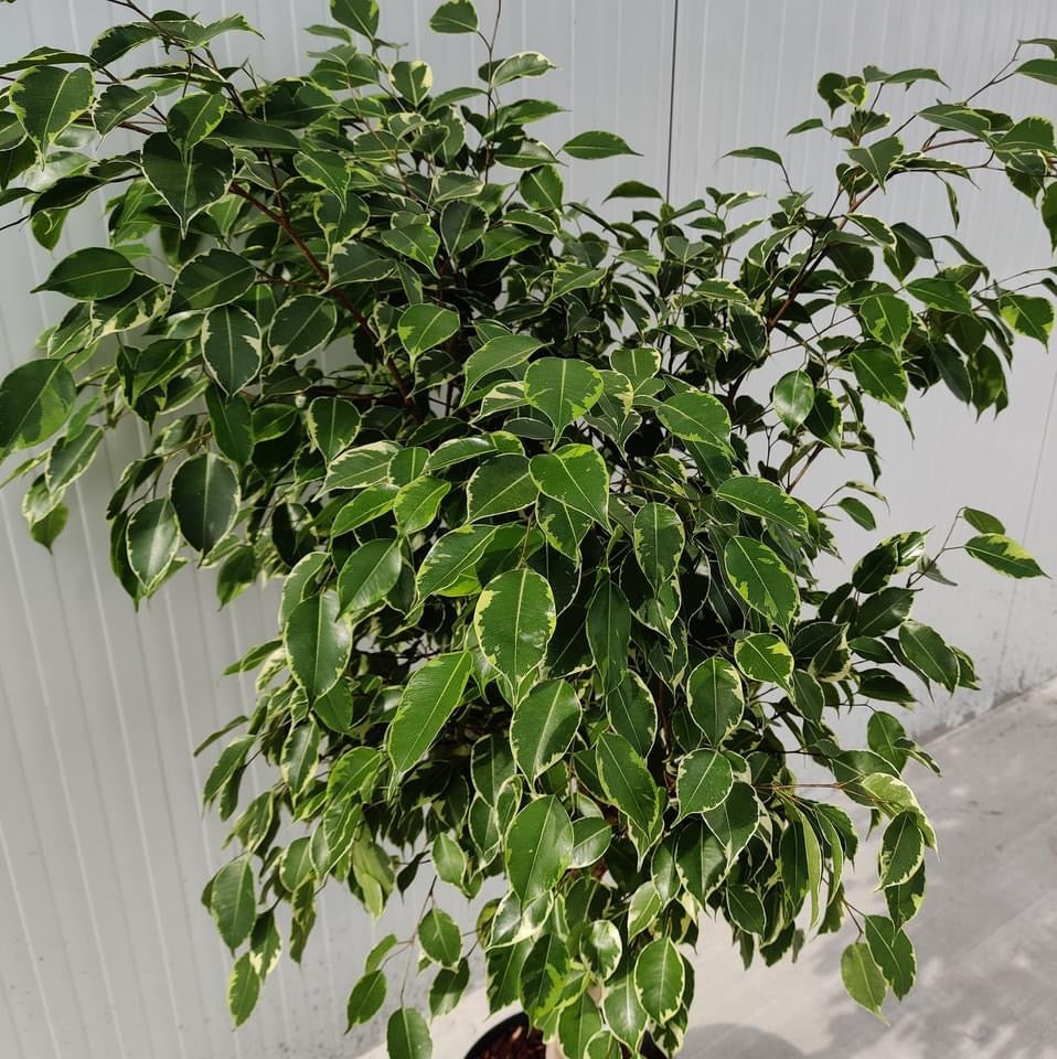 Ficus benjamina 'Golden King' (tulpina impletita) H130cm