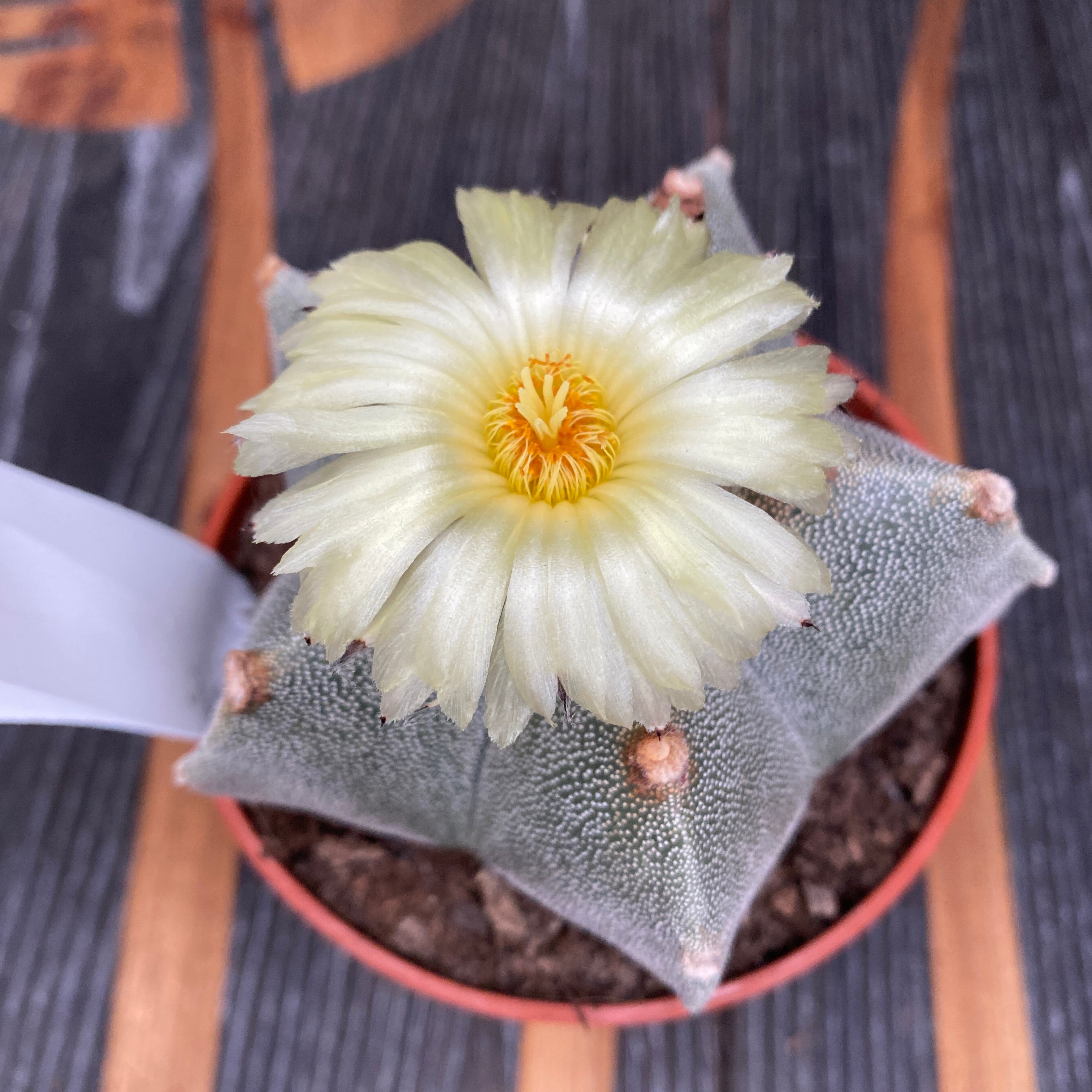 Astrophytum myriostigma