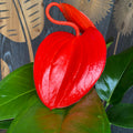 Anthurium Scherzerianum Lindsey D14