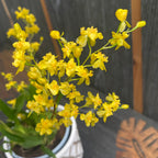 Oncidium Twinkle 'Gold Dust' - fragrant flowers