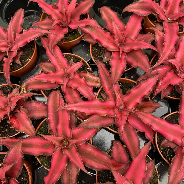 Cryptanthus bivittatus Red Star