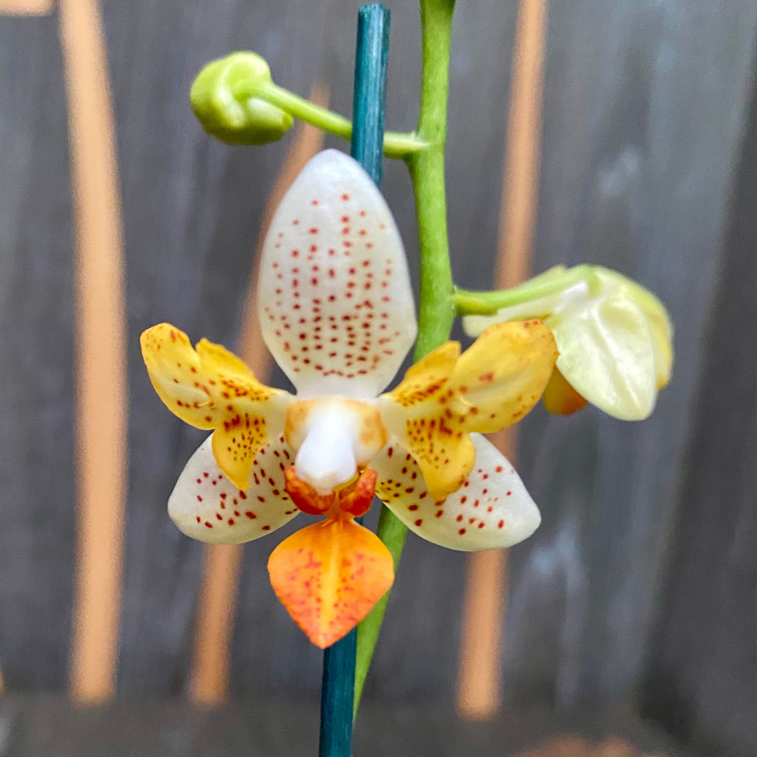 Phalaenopsis Mini Mark (Pays-Bas) pelorique