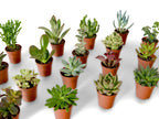 Mini succulent plants (mixed species)