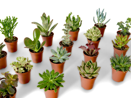 Plante succulente mini (mélange d'espèces) – Secret Garden Plant Shop