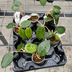 Hoya hanhiae 'Yellow'