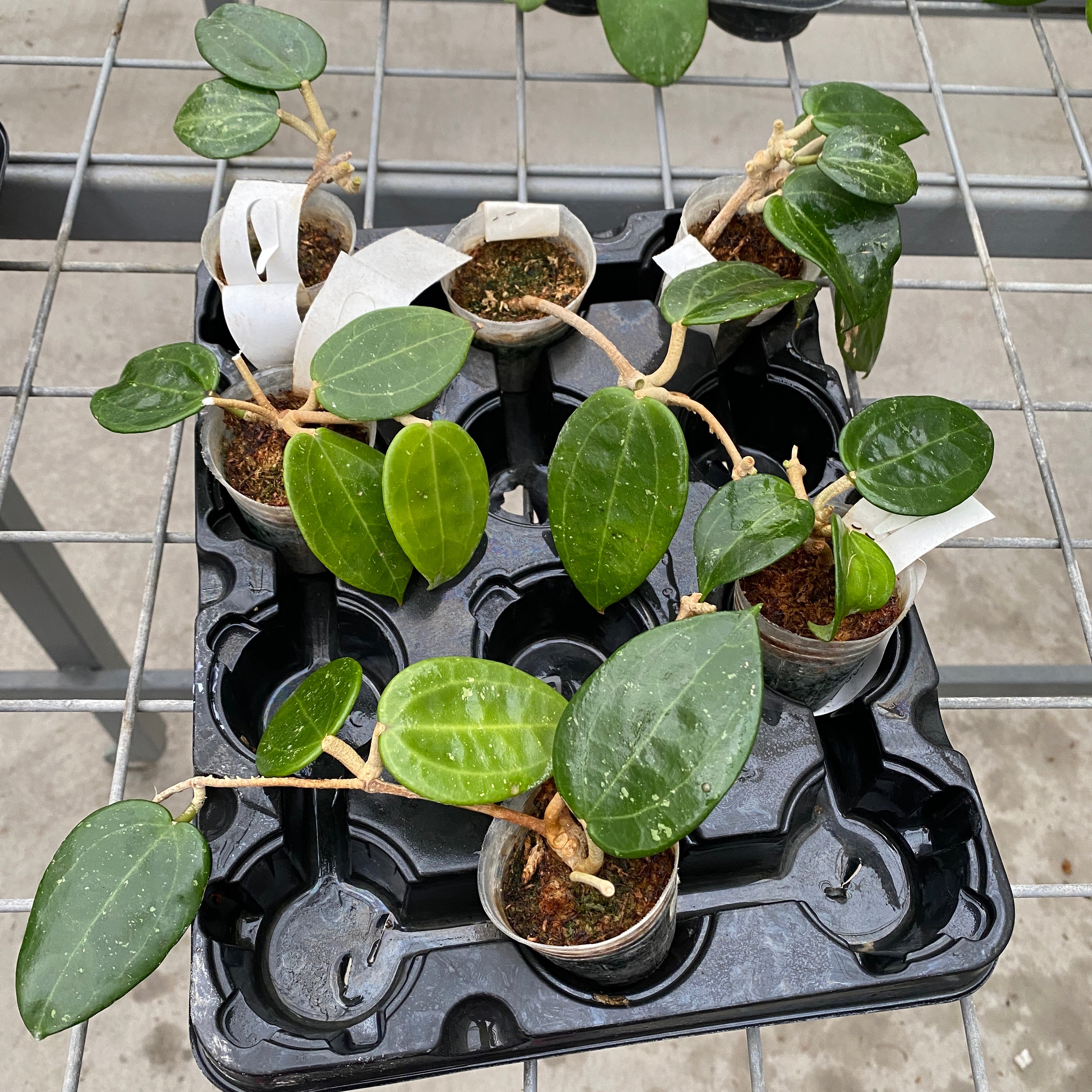 Hoya hanhiae 'Yellow'