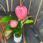 Anthurium Scherzerianum Lilian
