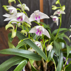 Dendrobium kingianum var. semi-alba (Dendrobium roi) fleurs intensément parfumées