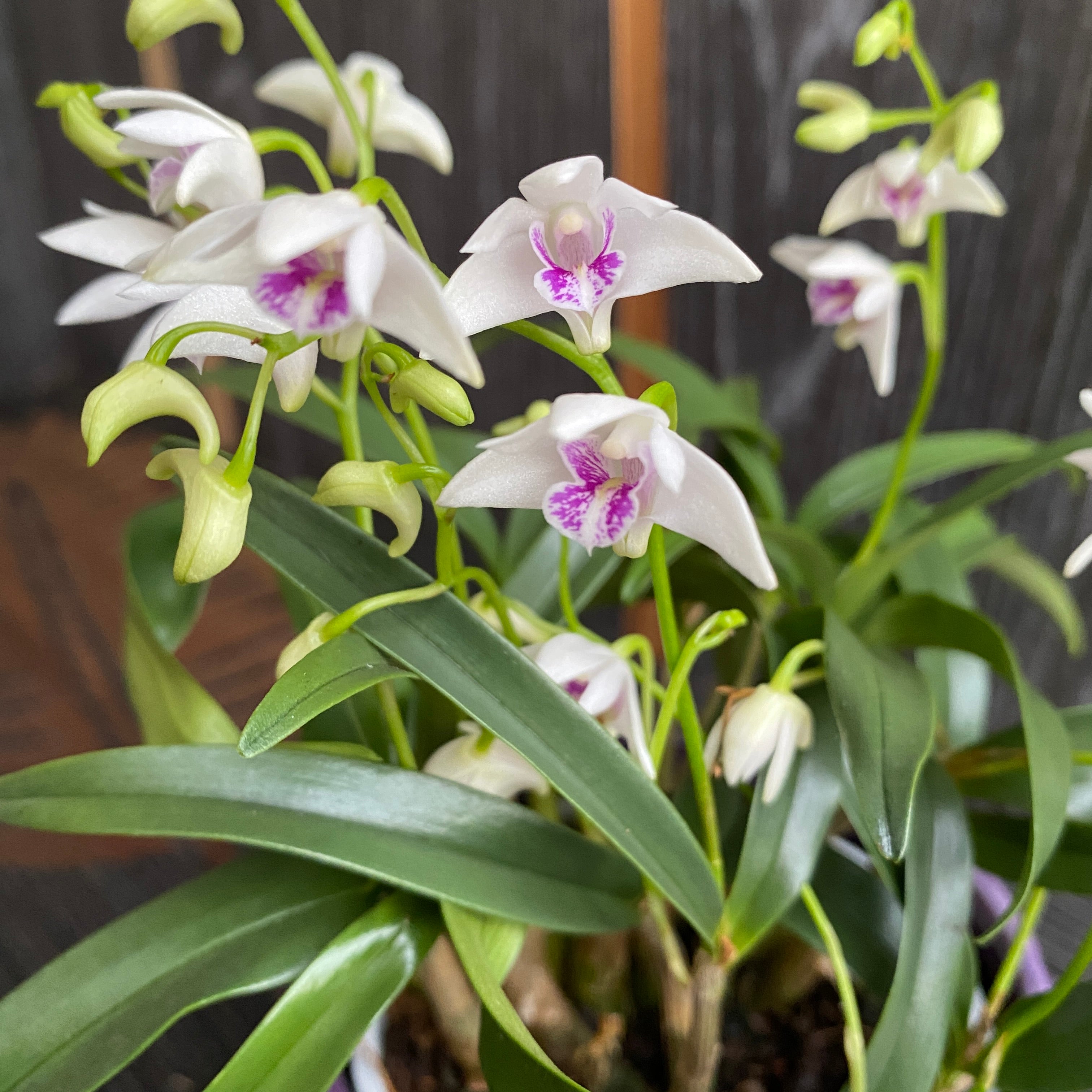 Dendrobium kingianum var. semi-alba (King Dendrobium) flori intens parfumate