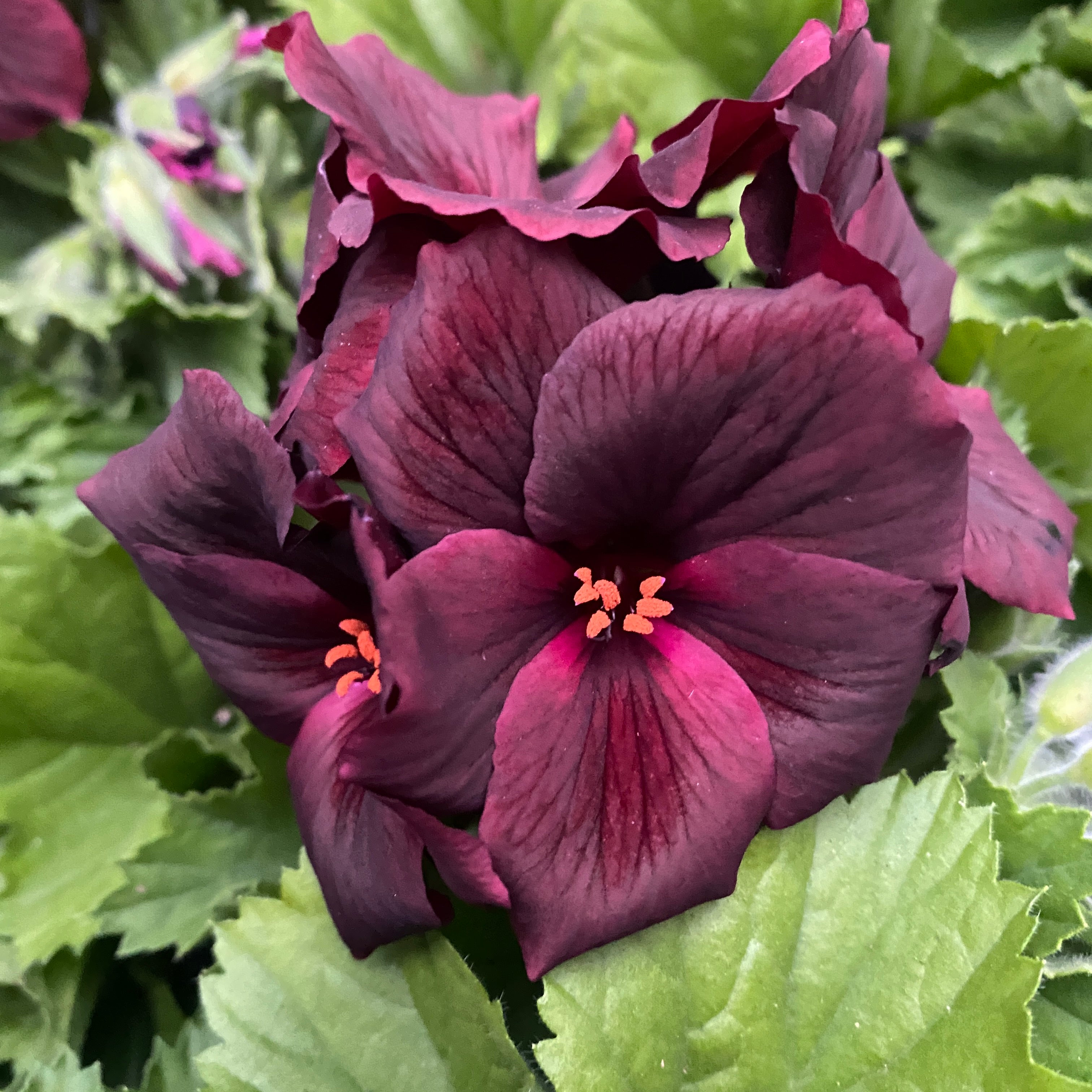 Pelargonium grandiflorum 'Schoko' (muscate englezesti)