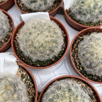 Mammillaria plumosa (Cactus plume)