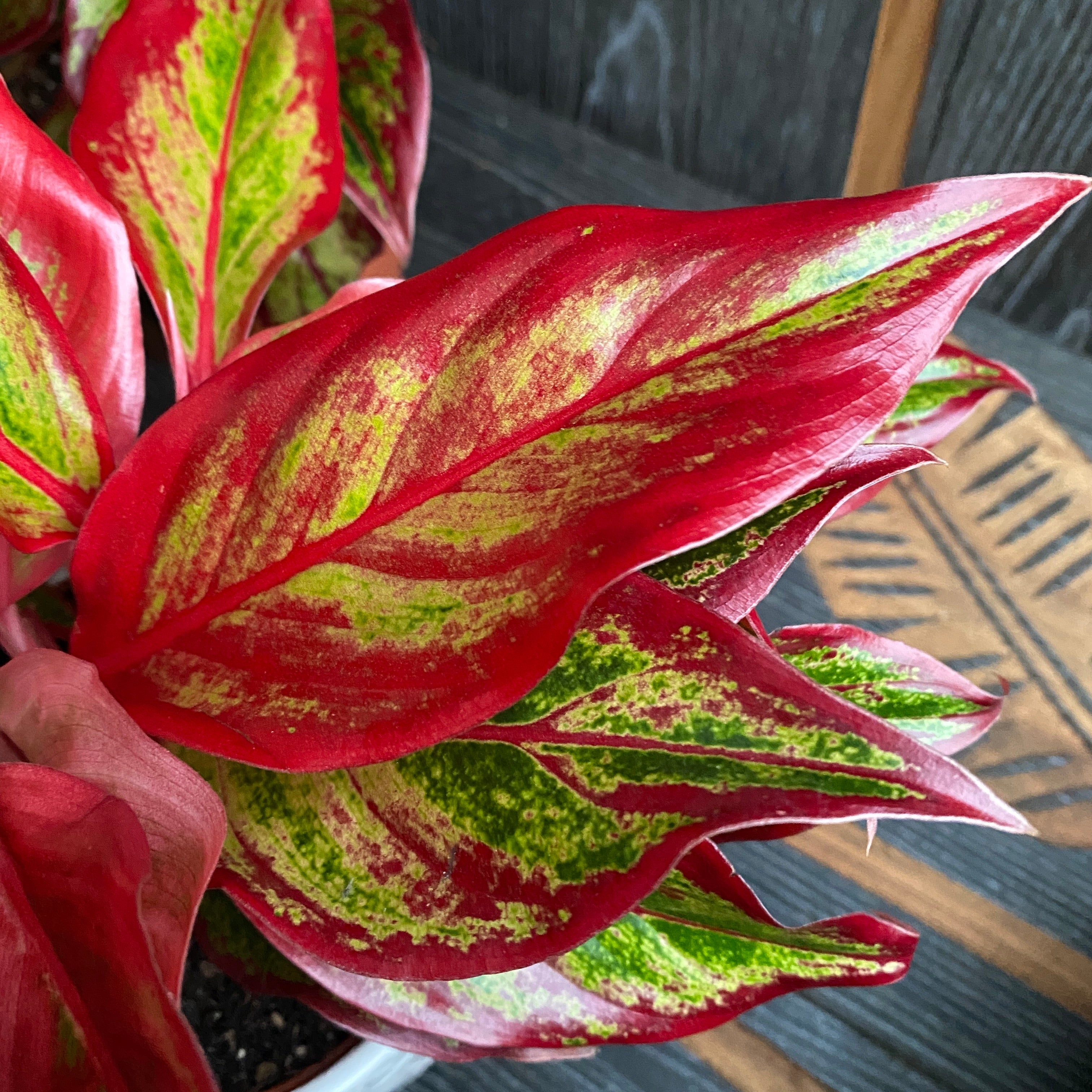 aglaonema fuego Aglaonema 'Crete Flame' (Fuego Rojo) D12 – Secret Garden Plant Shop